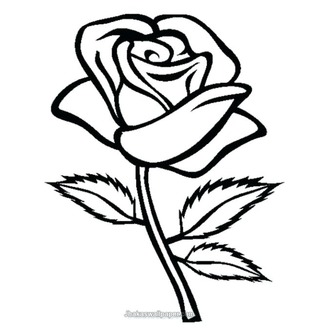 658x671 Easy Drawing Of A Rose Best Cool Easy Drawings Of Roses Step