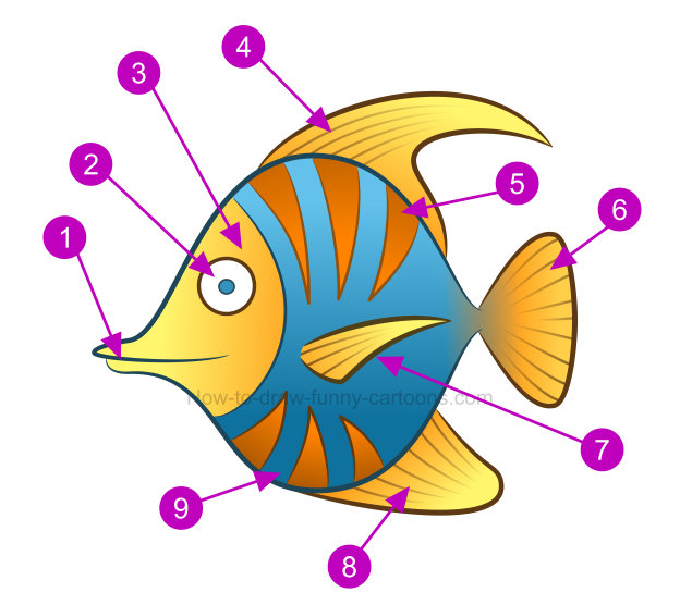 624x556 How To Draw A Tropical Fish Clipart