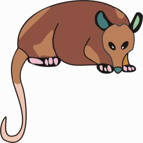 288x288 How To Draw Opossums Drawing Tutorials Drawing How To Draw