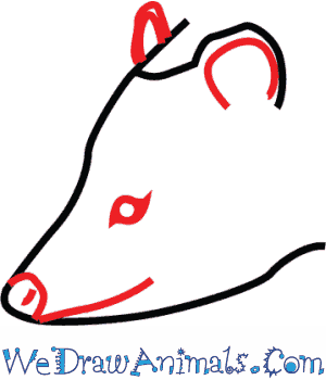 300x350 how to draw an american virginia opossum