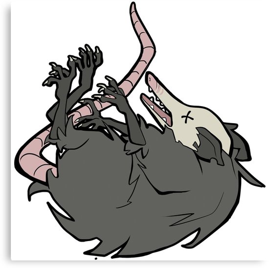 550x548 opossum canvas prints