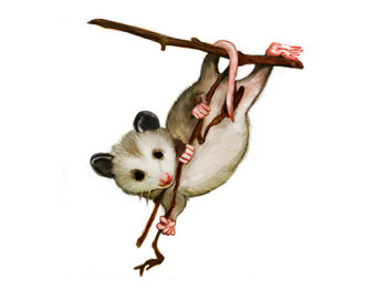 340x270 Possum Clipart Drawing