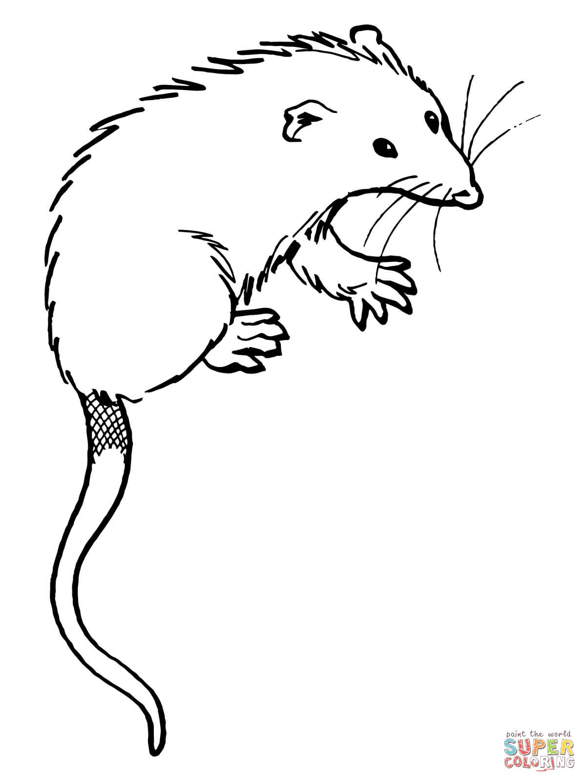 1200x1600 opossum drawing possum for free download