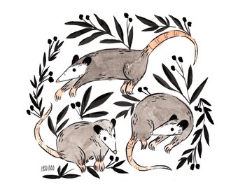 340x270 Possum Illustration Etsy
