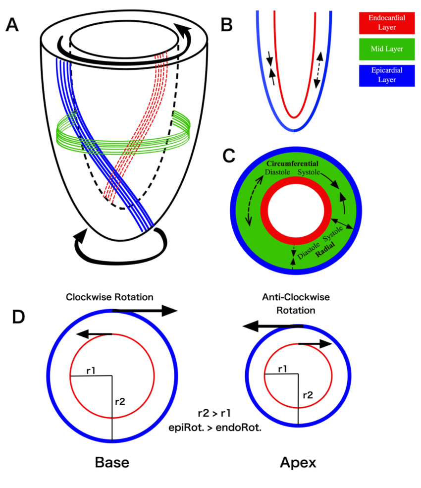 850x985 schematic drawing of lv deformation mechanics a fiber