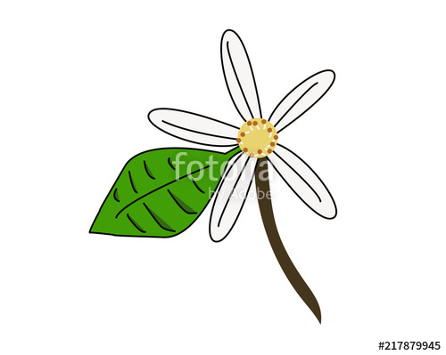 500x399 drawing of an orange blossom, the flower of orange tree