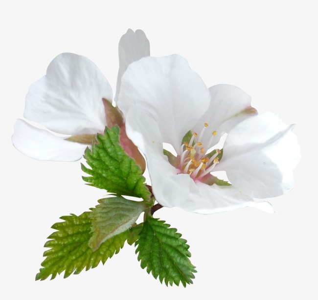 650x615 flower tag line drawing flowers, flower clipart, line clipart