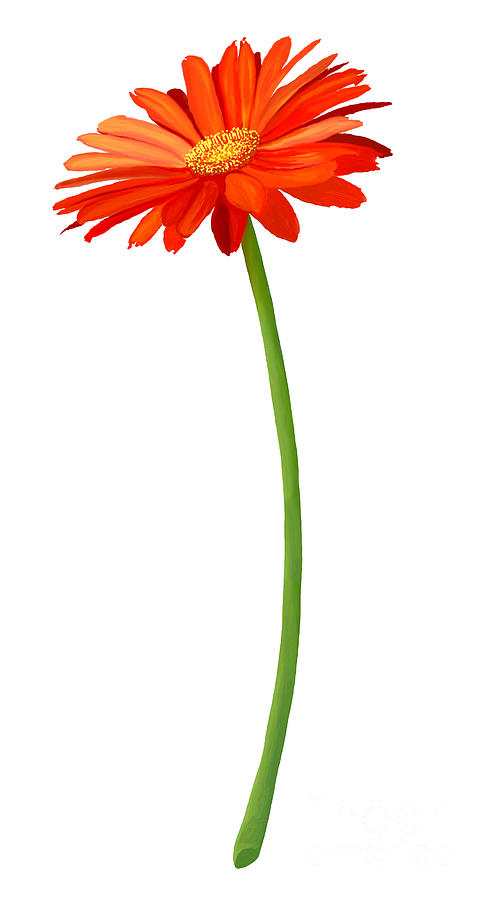 490x900 Fresh Orange Gerbera Flower In Full Blossom Drawing