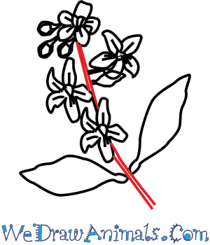 300x350 How To Draw An Orange Blossom Flower