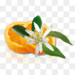 260x260 Orange Flower Png