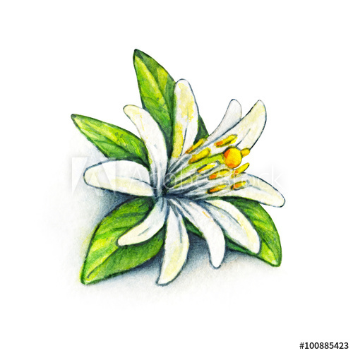 500x500 white flower orange fruit with green leaves orange blossom