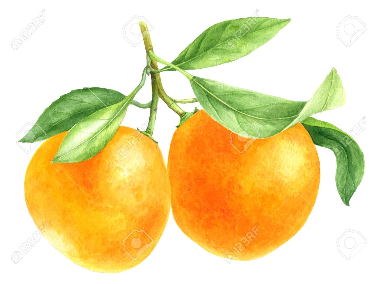 1300x976 Huge Collection Of 'mandarin Orange Drawing' Download More Than
