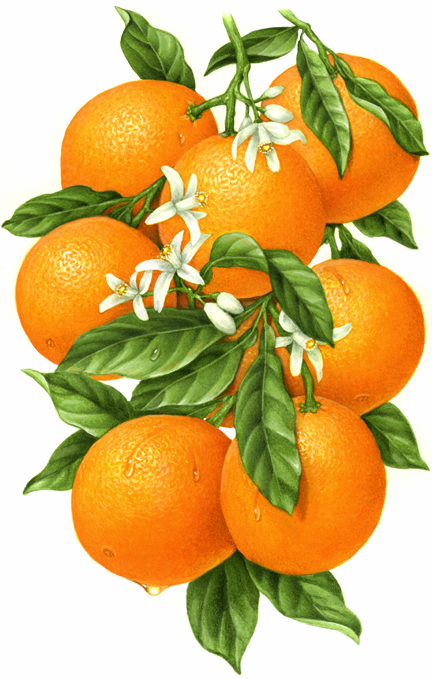 432x679 Botanical Illustration Of An Orange Branch With Eight Oranges