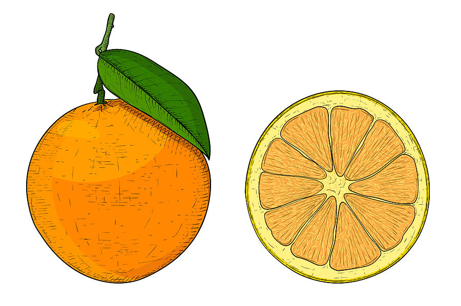 900x599 Orange, Whole And Slice Hand Drawn Colored Sketch