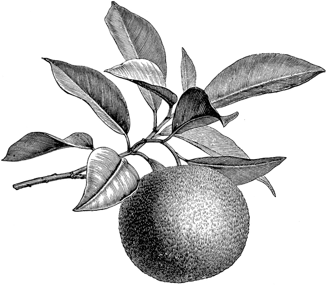 640x557 Fruiting Branch Of Orange Black White Graphics Printables