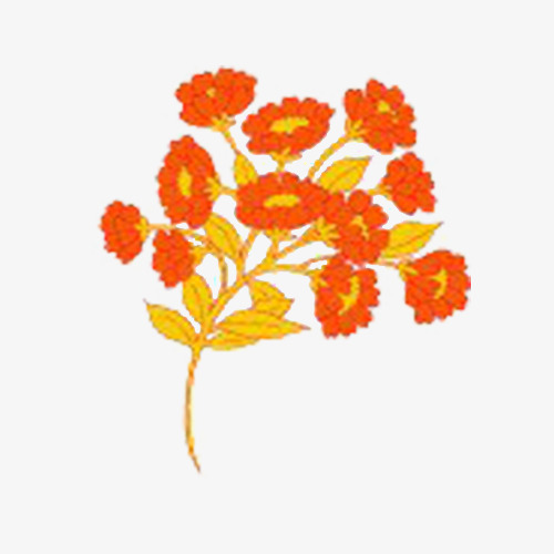 500x500 Orange Flowers Hand Drawing, Orange Clipart, Draw, Squid Png Image