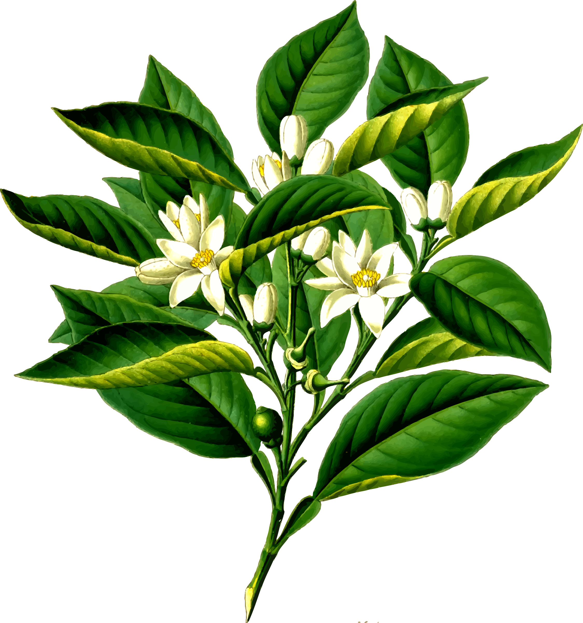 2249x2400 Bitter Orange Tree