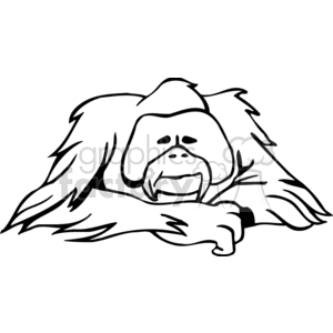 300x300 Orangutan Clipart