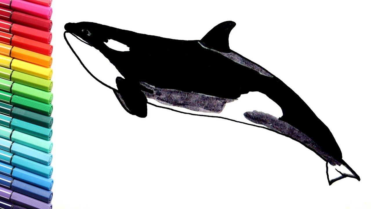 1280x720 Drawing And Coloring Orca Killer Whale
