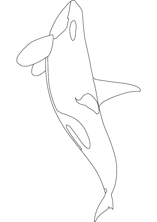 595x842 How To Draw An Orca How To Draw An Whale Drawing Draw Something