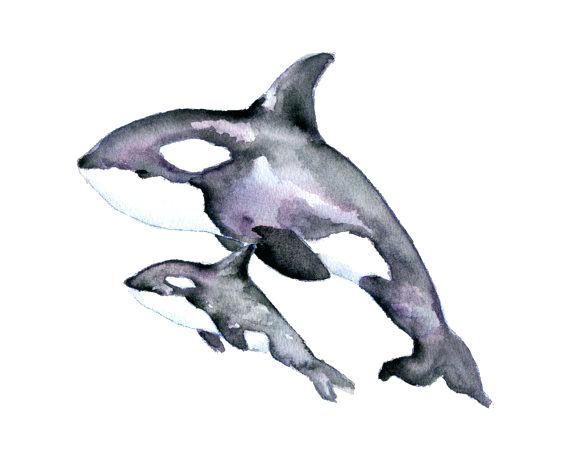570x456 How To Draw An Orca Killer Whale Drawing
