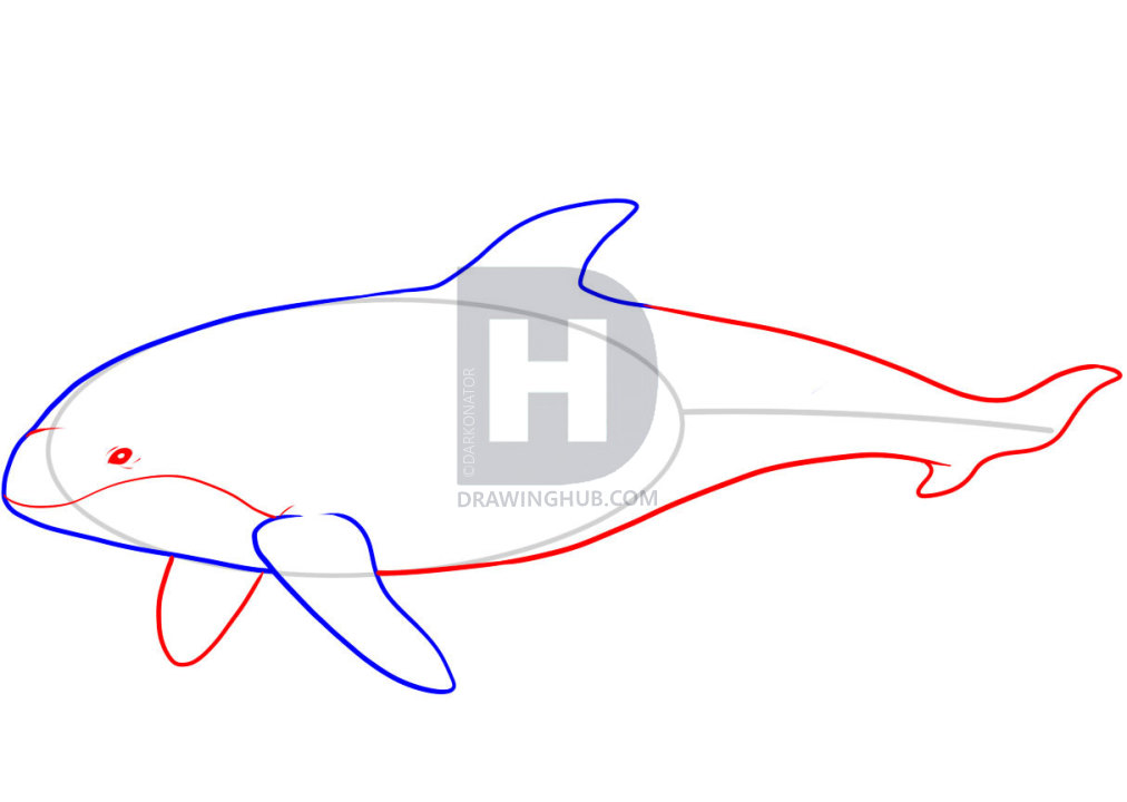 1012x720 How To Draw Orca, Step