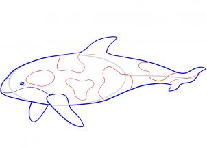 302x215 How To Draw Orca, Step