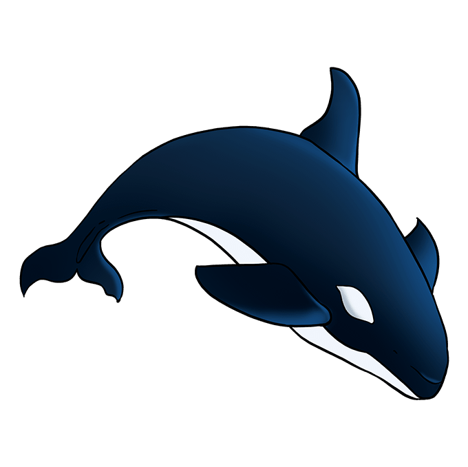 680x678 How To Draw An Orca