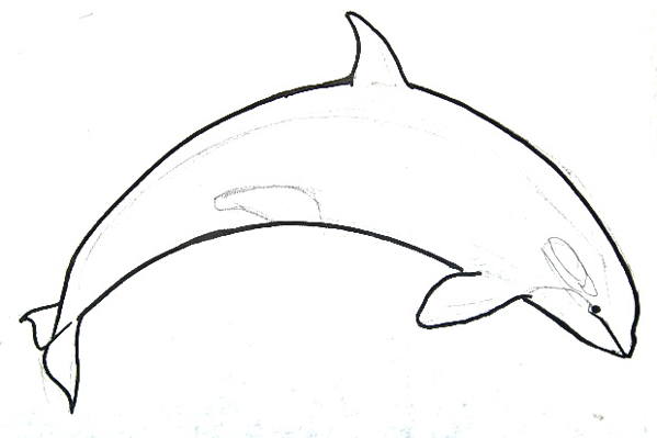 599x399 How To Draw A Killer Whale