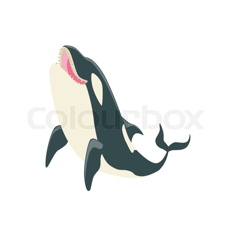 800x800 Orca Black And White Arctic Killer Stock Vector Colourbox