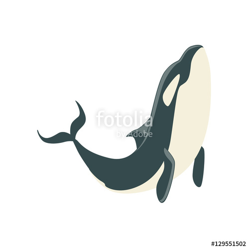 500x500 Orca Black And White Arctic Killer Whale Asking For Food