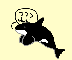 300x250 Orca Drawing