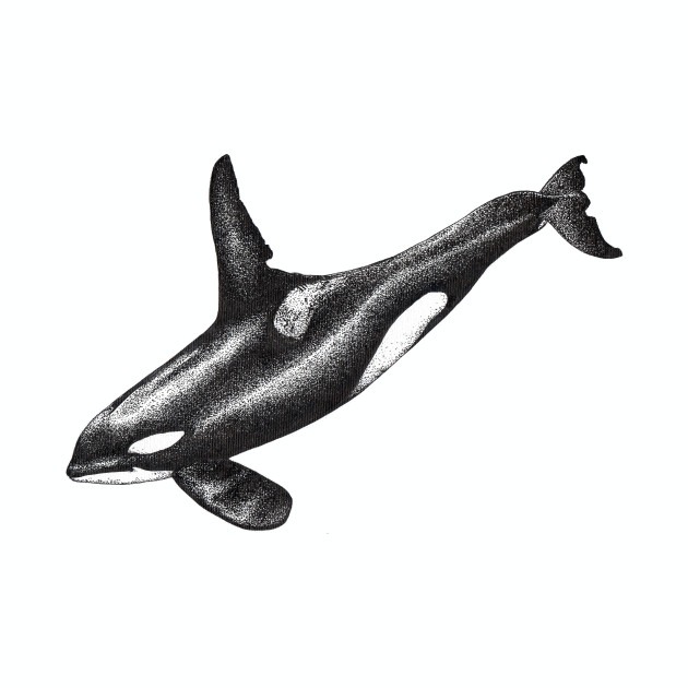 630x630 Orca Killer Whale Ink Drawing