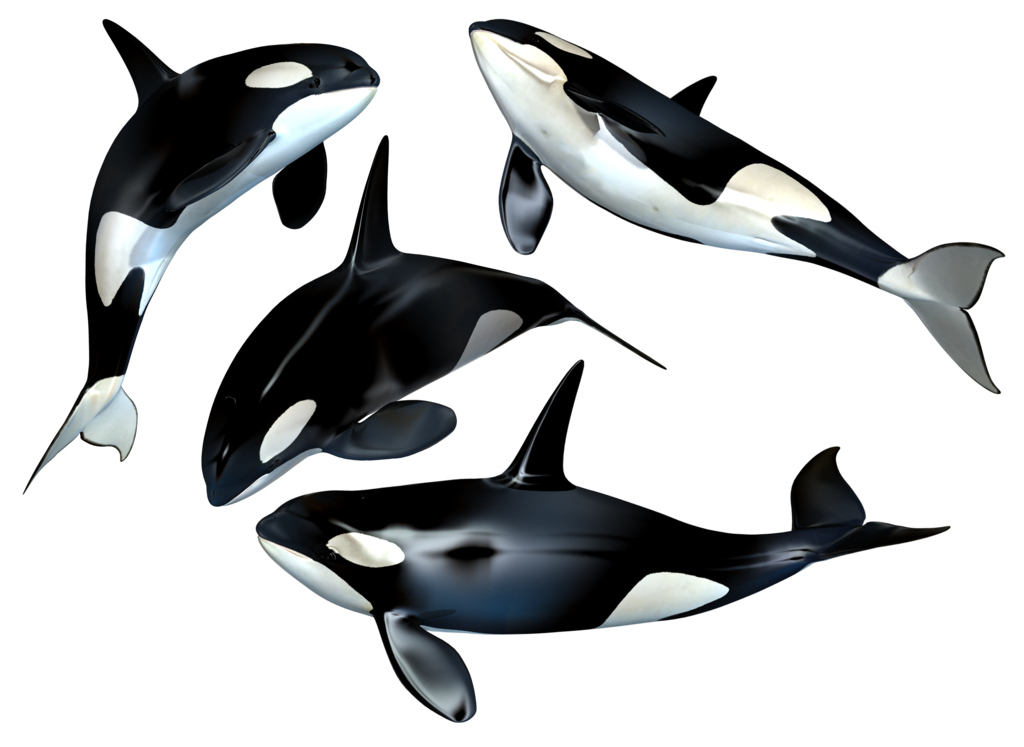 1024x747 Animals In Killer Whales, Whale