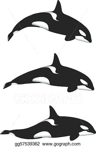307x470 How To Draw A Orca Step