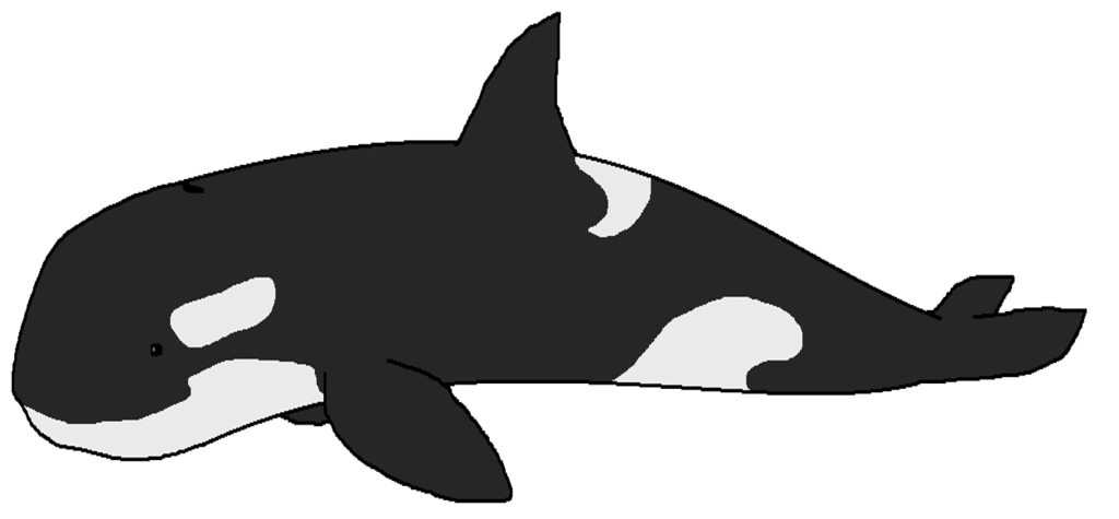 1024x475 Collection Of Free Orca Drawing Keiko Download On Ui Ex