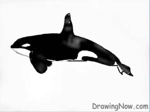 480x360 How To Draw A Killer Whale
