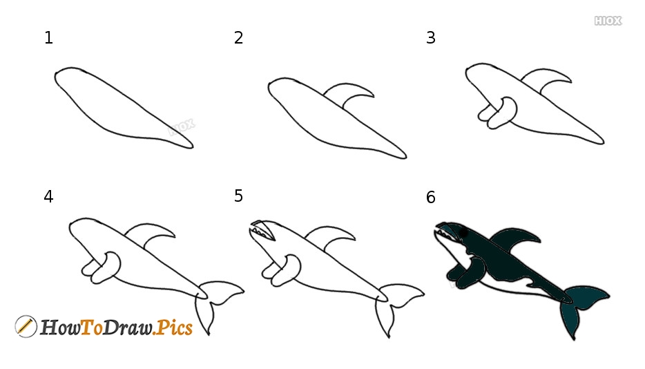 934x534 How To Draw A Killer Whale Howtodraw Pics