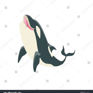 300x300 how to draw a killer whale refrence orca black white arctic killer