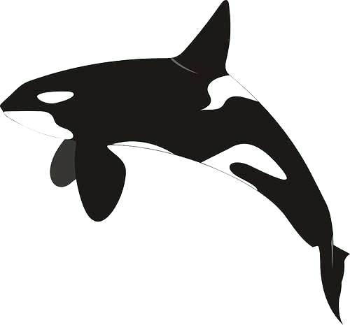 500x465 how to draw an orca killer whale easy to draw cartoon orca