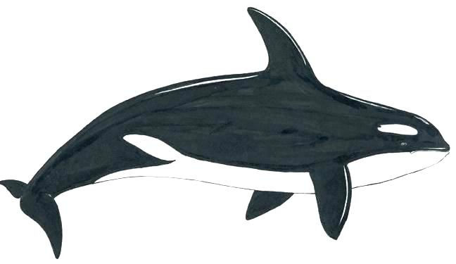 648x375 Killer Whale Pictures To Print Orca Whale Drawing