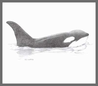 400x350 orca whale sketch luxury orca killer whale drawing art