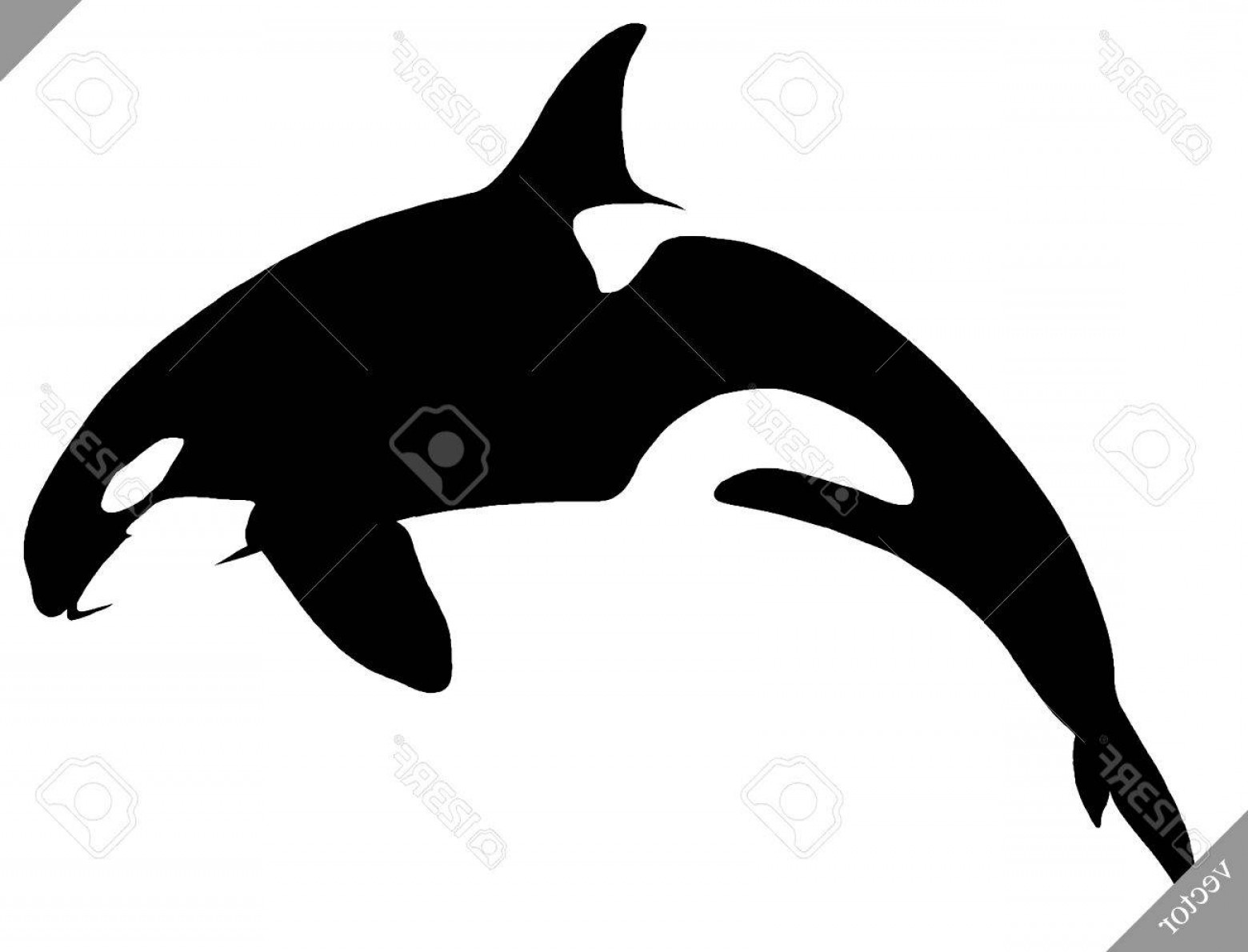 1560x1190 Photostock Vector Black And White Linear Paint Draw Killer Whale