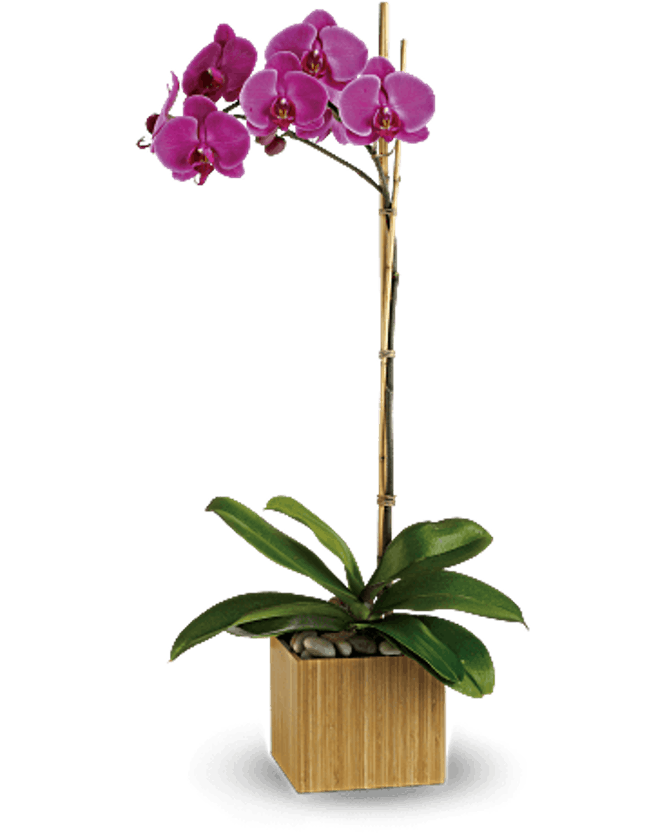950x1188 Drawing Orchid Blooming Transparent Png Clipart Free Download