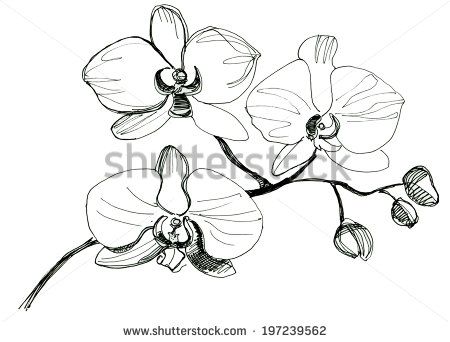 450x342 Hand Drawing Orchid Flower Sketch Stock Photo