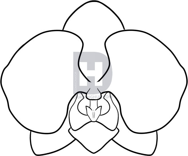 658x546 How To Draw An Orchid, Step