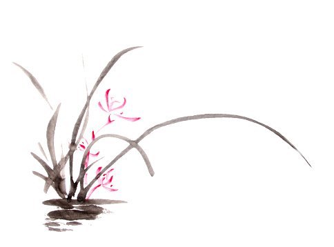 484x358 Ink Orchid Drawing Premium Clipart