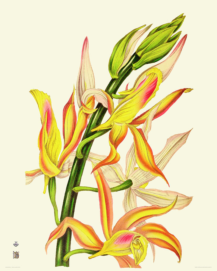 720x900 Orchid Vintage Drawing