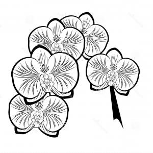 300x300 Photostock Vector Hand Drawing Orchid Flower Lazttweet