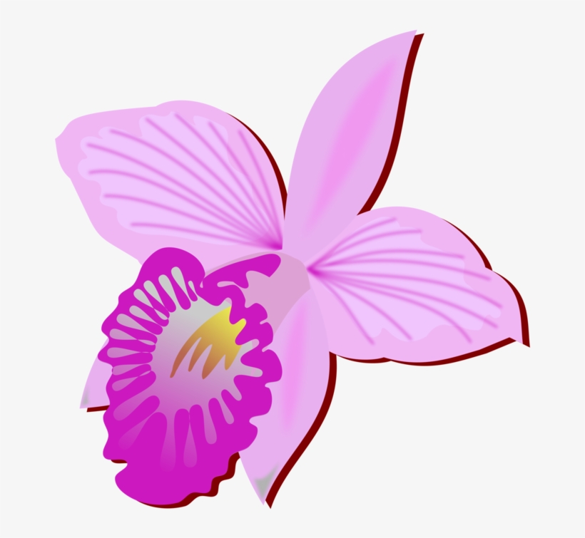 820x755 Bamboo Orchid Cut Flowers Drawing Orchids